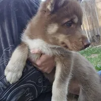 Jeri, a female Siberian Husky for sale in Menifee, CA – Photo 2 of 5