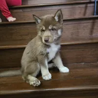 Jeri, a female Siberian Husky for sale in Menifee, CA – Photo 4 of 5