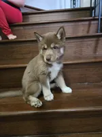 Jeri, a female Siberian Husky for sale in Menifee, CA – Photo 2 of 2
