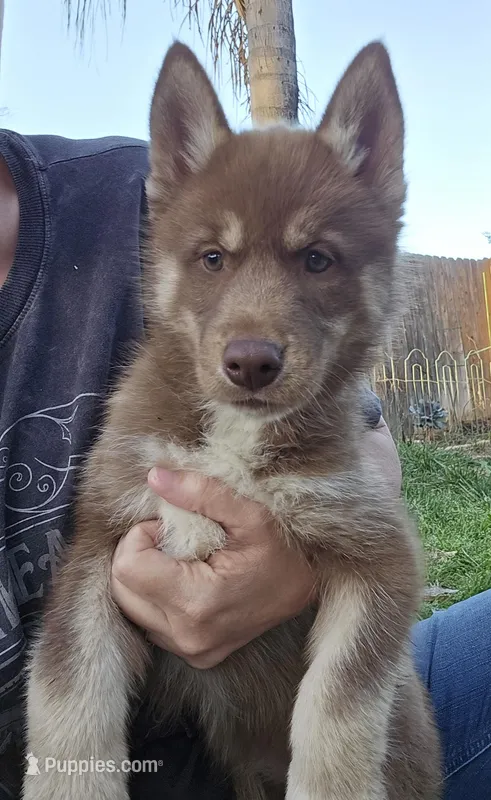 Jeri – Siberian Husky puppy for sale in Menifee, CA