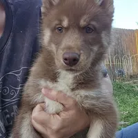 Jeri, a female Siberian Husky for sale in Menifee, CA – Photo 1 of 5