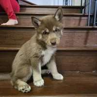 Jeri, a female Siberian Husky for sale in Menifee, CA – Photo 3 of 5