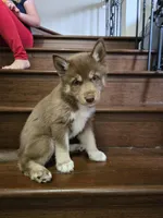 Jeri, a female Siberian Husky for sale in Menifee, CA – Photo 1 of 2