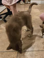 Jeri, a female Siberian Husky for sale in Menifee, CA – Photo 5 of 5