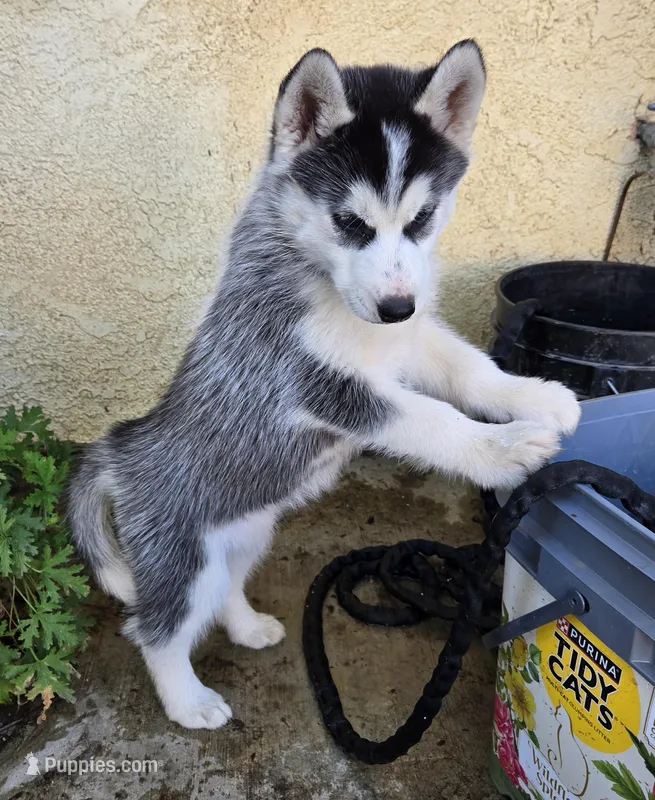 Po – Siberian Husky puppy for sale in Menifee, CA