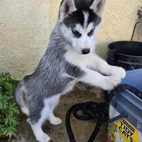 Po, a female Siberian Husky for sale in Menifee, CA – Photo 1 of 3