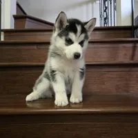 Po, a female Siberian Husky for sale in Menifee, CA – Photo 3 of 3