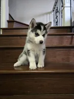 Po, a female Siberian Husky for sale in Menifee, CA – Photo 2 of 2