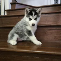 Po, a female Siberian Husky for sale in Menifee, CA – Photo 2 of 3