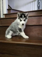 Po, a female Siberian Husky for sale in Menifee, CA – Photo 1 of 2