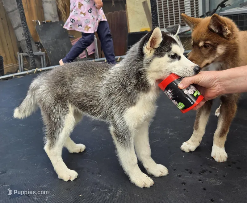 Po – Siberian Husky puppy for sale in Menifee, CA