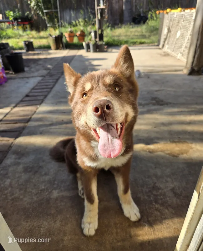 Jeri, a female Siberian Husky for sale in Menifee, CA – 1 of 8