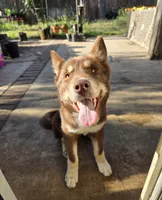 Jeri, a female Siberian Husky for sale in Menifee, CA – 1 of 8