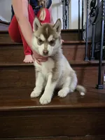 Ivy, a female Siberian Husky for sale in Menifee, CA – Photo 2 of 2