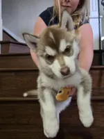 Ivy, a female Siberian Husky for sale in Menifee, CA – Photo 1 of 2