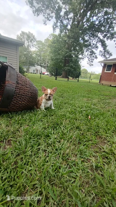 Lola – French Bulldog puppy for sale in Rocky Mount, NC