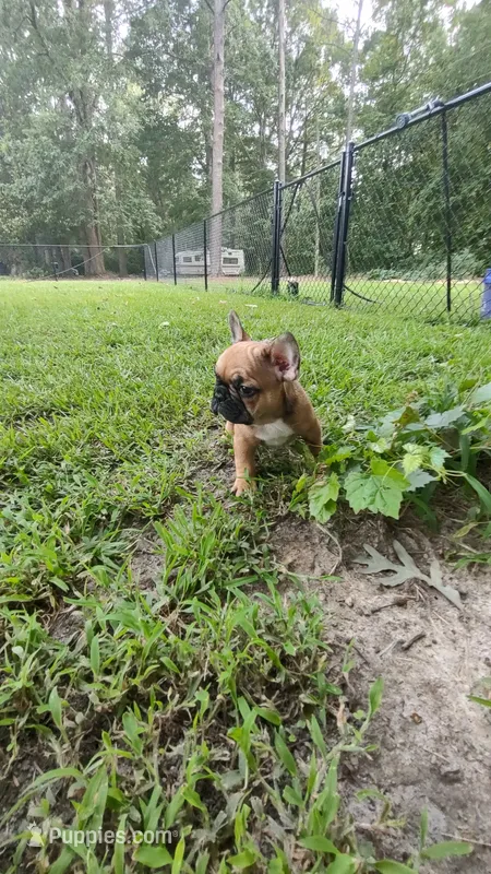 Tyson – French Bulldog puppy for sale in Rocky Mount, NC