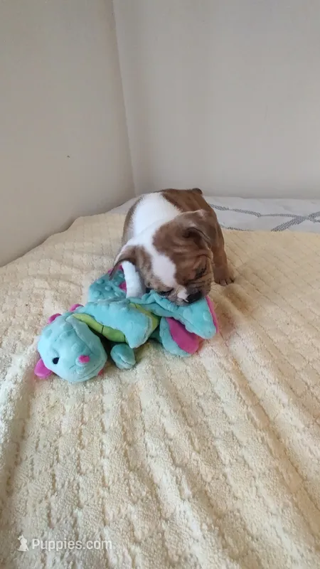 Lola – French Bulldog puppy for sale in Rocky Mount, NC