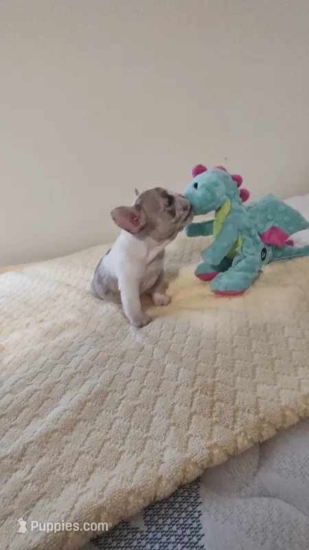Grace – French Bulldog puppy on hold in Rocky Mount, NC