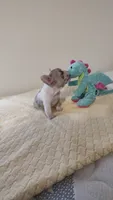 Grace, a female French Bulldog for sale in Rocky Mount, NC – 1 of 4