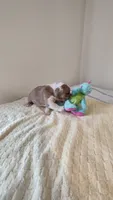 Lola, a female French Bulldog for sale in Rocky Mount, NC – 2 of 3