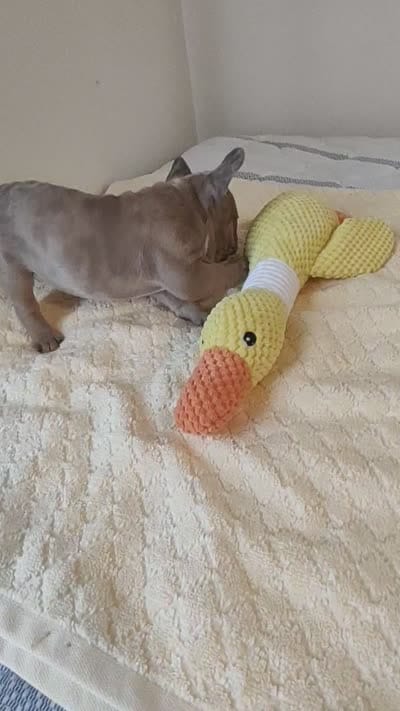 Mug's , a male French Bulldog for sale in Rocky Mount, NC – 4 of 4