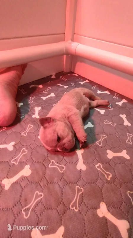 Bentley  – French Bulldog puppy for sale in Rocky Mount, NC