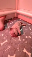Bentley , a male French Bulldog for sale in Rocky Mount, NC – 1 of 2