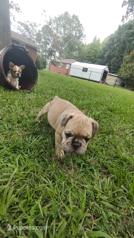 Mug's  – French Bulldog puppy for sale in Rocky Mount, NC