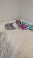 Grace, a female French Bulldog for sale in Rocky Mount, NC – 3 of 4