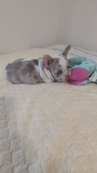 Grace, a female French Bulldog for sale in Rocky Mount, NC – 4 of 4