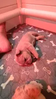 Bentley , a male French Bulldog for sale in Rocky Mount, NC – 2 of 2