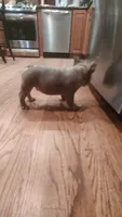 Bryson , a male French Bulldog for sale in Rocky Mount, NC – 6 of 7