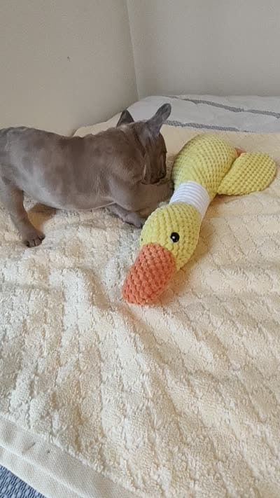 Stripe, a male French Bulldog for sale in Rocky Mount, NC – 5 of 5