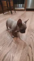 Bryson , a male French Bulldog for sale in Rocky Mount, NC – 5 of 7