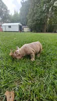 Bryson , a male French Bulldog for sale in Rocky Mount, NC – 2 of 7