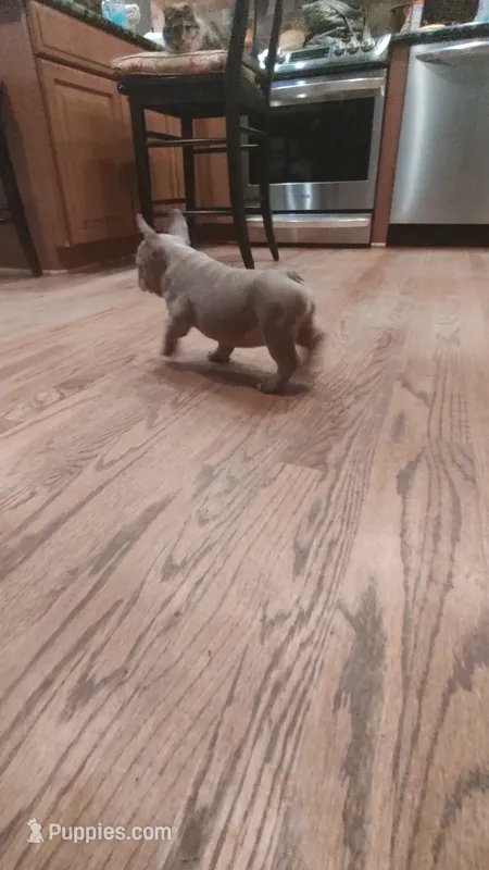 Mug's  – French Bulldog puppy for sale in Rocky Mount, NC