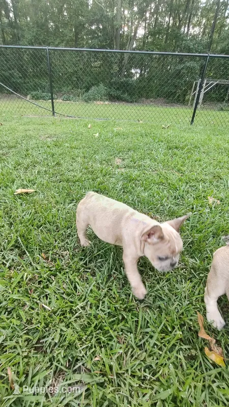 Stripe – French Bulldog puppy for sale in Rocky Mount, NC