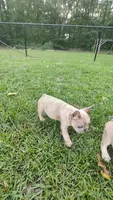 Bryson , a male French Bulldog for sale in Rocky Mount, NC – 1 of 7