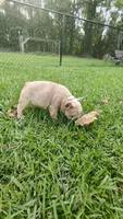 Bryson , a male French Bulldog for sale in Rocky Mount, NC – 4 of 7