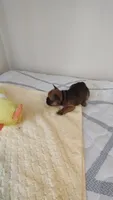 Tyson, a male French Bulldog for sale in Rocky Mount, NC – 2 of 3