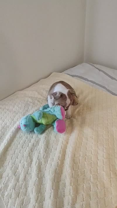 Lola, a female French Bulldog for sale in Rocky Mount, NC – 3 of 3