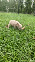 Bryson , a male French Bulldog for sale in Rocky Mount, NC – 3 of 7