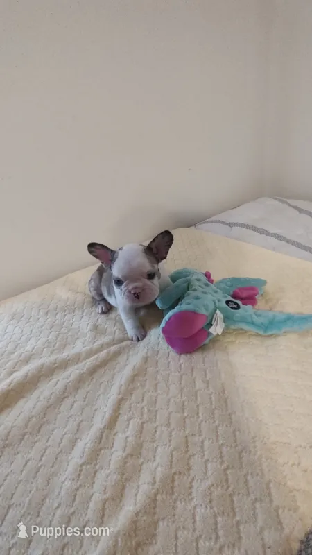 Aubrey  – French Bulldog puppy on hold in Rocky Mount, NC