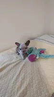 Aubrey , a male French Bulldog for sale in Rocky Mount, NC – 1 of 5