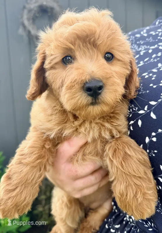 Stella – Miniature Goldendoodle puppy for sale in Millersburg, OH