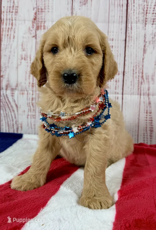 Teddy  – Goldendoodle puppy for sale in Millersburg, OH