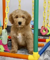 Bentley, a male Miniature Goldendoodle for sale in Millersburg, OH – 2 of 5