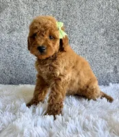 Sadie, a female Cavapoo for sale in Millersburg, OH – 2 of 4