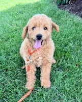 Sage, a female Miniature Goldendoodle for sale in Millersburg, OH – 4 of 6